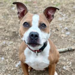 Shelter Stray Female Dog last seen Near , Indianapolis, IN 46221