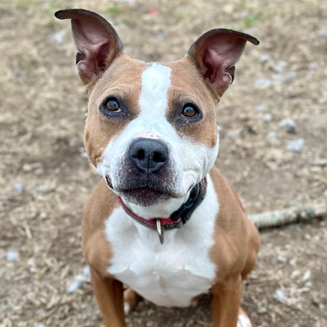 Shelter Stray Female Dog last seen Near , Indianapolis, IN 46221