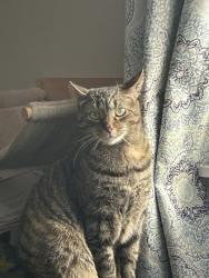 Lost Female Cat last seen Creed street, Struthers, OH 44471
