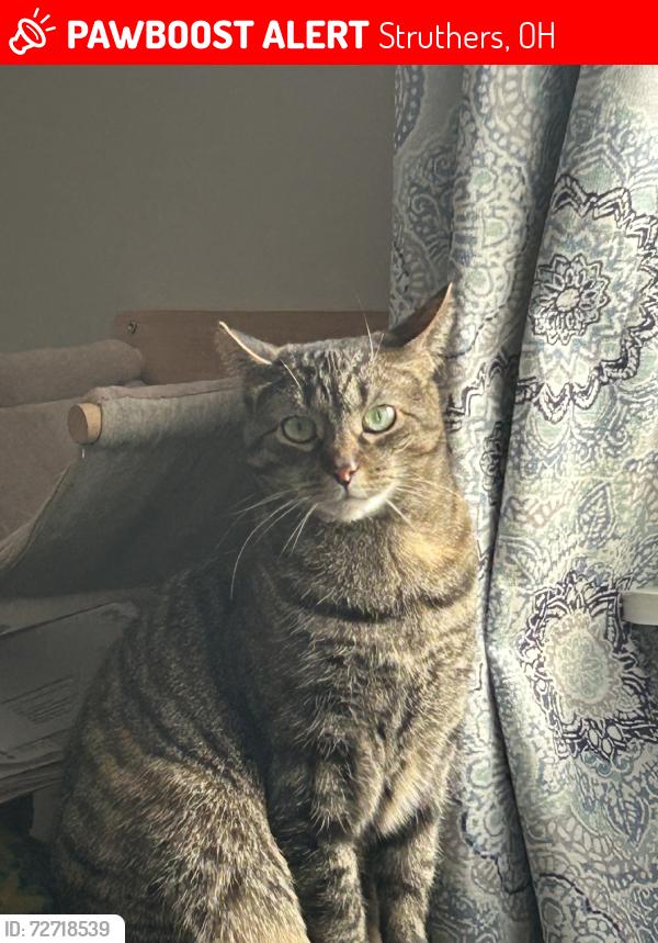 Lost Female Cat last seen Delaware Ave, Poland, Struthers, OH 44471