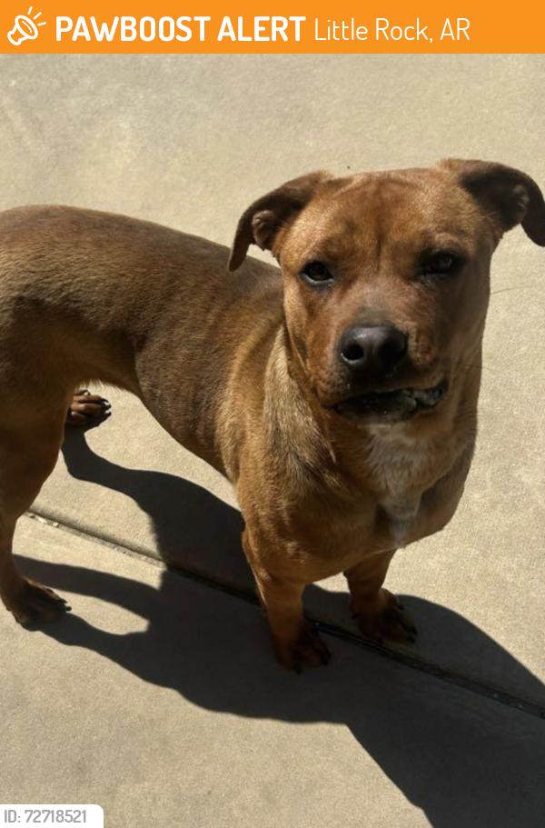 Found/Stray Female Dog last seen Near the Ferndale 4-way stop, Little Rock, AR 72210