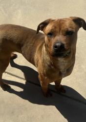Found/Stray Female Dog last seen Near the Ferndale 4-way stop, Little Rock, AR 72210