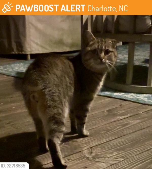 Found/Stray Unknown Cat last seen Saxonbury and Mallard drive, Charlotte, NC 28269