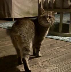 Found/Stray Unknown Cat last seen Saxonbury and Mallard drive, Charlotte, NC 28269
