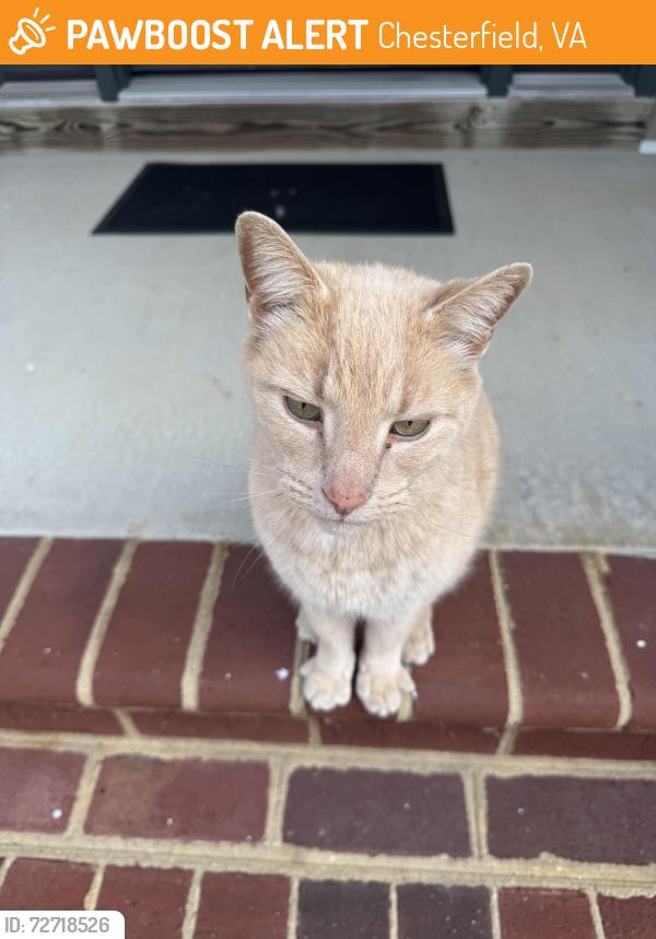 Found/Stray Male Cat last seen Candle lamp Dr and Spring Run Rd, Chesterfield, VA 23832