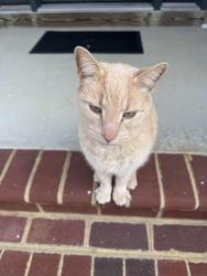 Found/Stray Male Cat last seen Candle lamp Dr and Spring Run Rd, Chesterfield, VA 23832