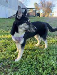 Found/Stray Male Dog last seen Corporation dr, Raleigh, NC 27610