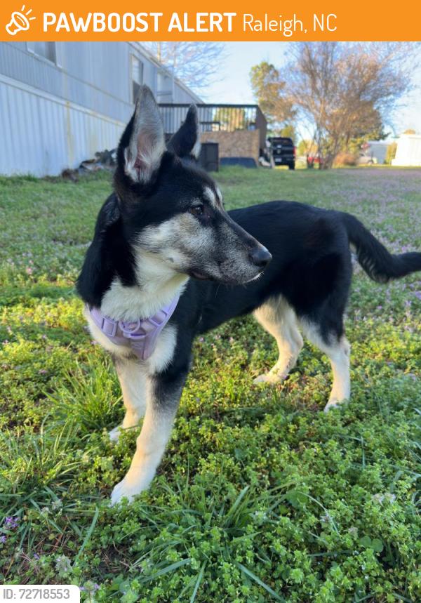 Found/Stray Male Dog last seen Corporation dr, Raleigh, NC 27610