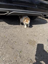 Found/Stray Male Cat last seen Caliber collision, Austin, TX 78704