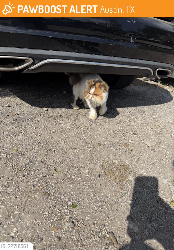 Found/Stray Male Cat last seen Caliber collision, Austin, TX 78704