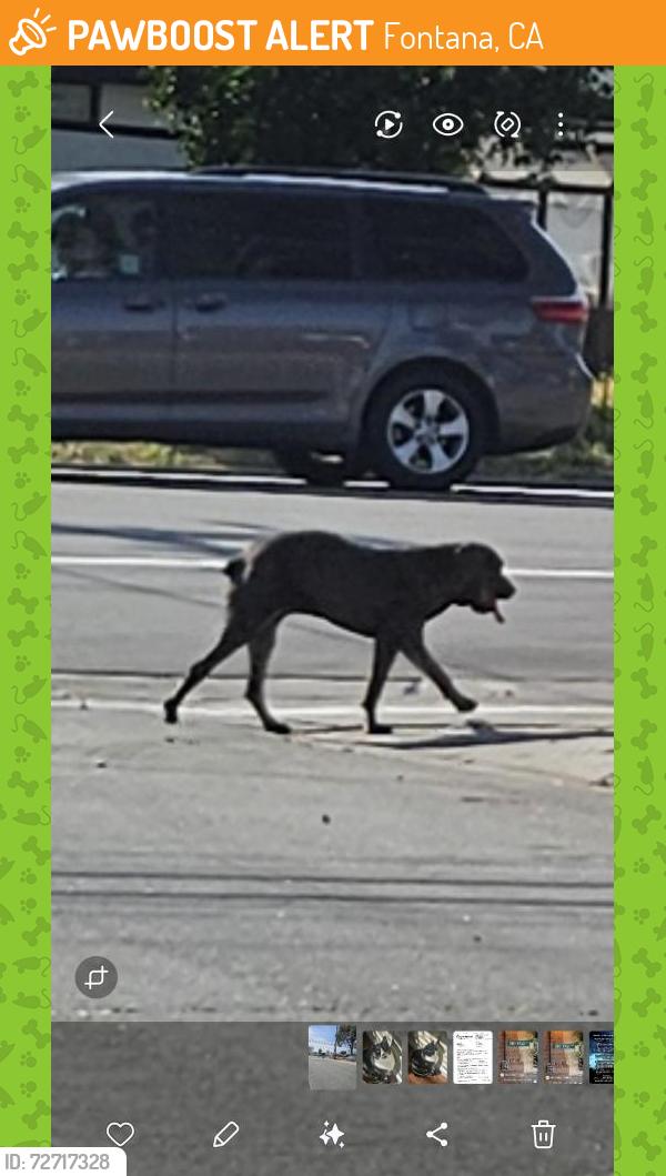 Found/Stray Unknown Dog last seen Alder and Randall Fontana, Ca , Fontana, CA 92335