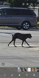 Found/Stray Unknown Dog last seen Alder and Randall Fontana, Ca , Fontana, CA 92335
