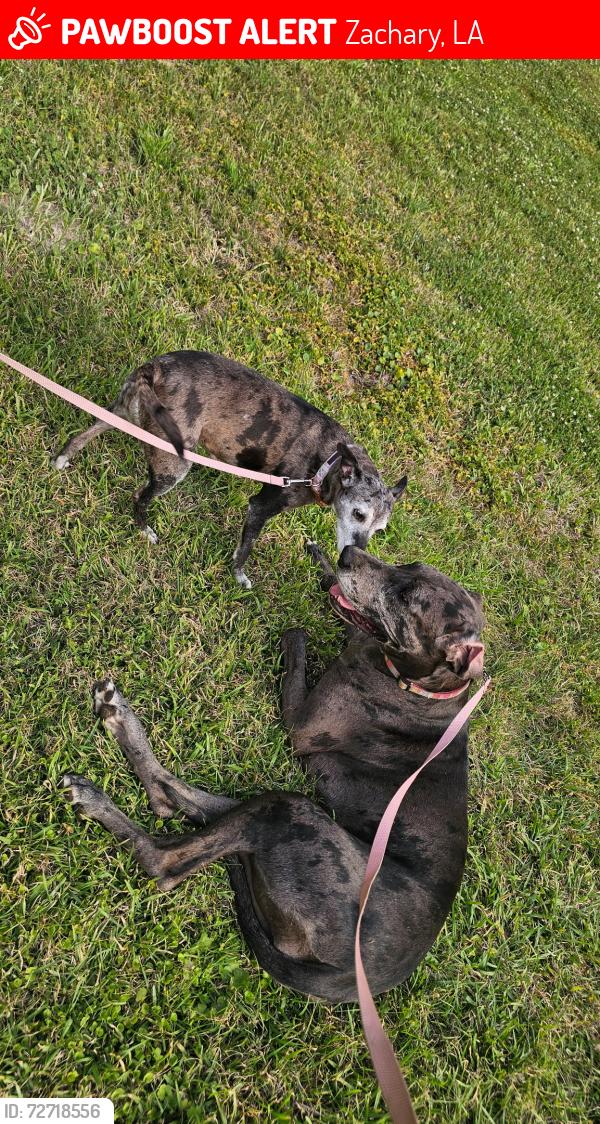 Lost Female Dog last seen Milldale and Chaney , Zachary, LA 70791