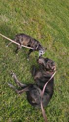 Lost Female Dog last seen Milldale and Chaney , Zachary, LA 70791