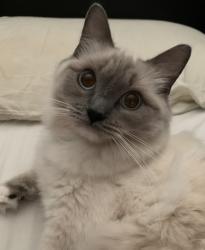 Lost Female Cat last seen Playa Circle, Aliso Viejo, CA 92656