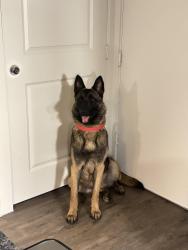 Found/Stray Male Dog last seen KFC Lamar and Koenig , Austin, TX 78751