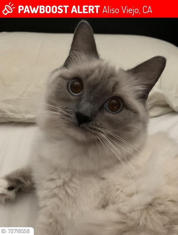 Lost Female Cat last seen Playa Circle, Aliso Viejo, CA 92656