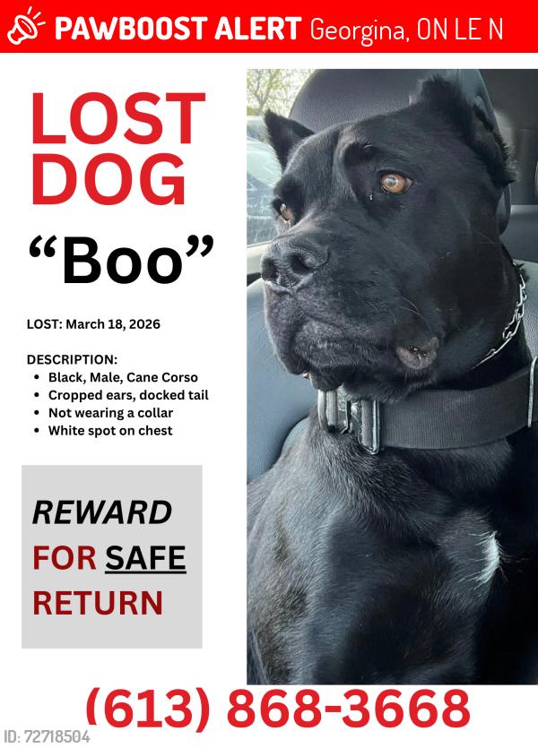 Lost Male Dog last seen Pinecrest Rd & Ravine St / Fairwood Dr., Georgina, ON L0E 1N0