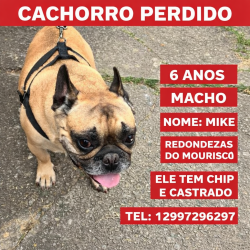 Lost Male Dog last seen Ubs mourisco, Jardim Mourisco, SP 12061-170