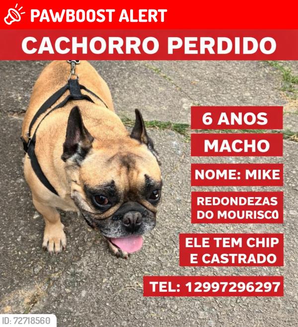 Lost Male Dog last seen Ubs mourisco, Jardim Mourisco, SP 12061-170