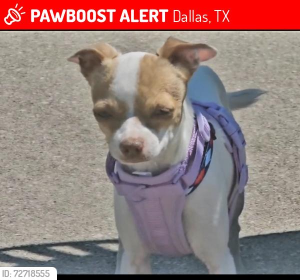Lost Female Dog last seen kirnwood & appaloosa, Dallas, TX 75237