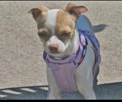 Lost Female Dog last seen kirnwood & appaloosa, Dallas, TX 75237