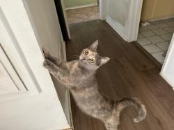 Found/Stray Female Cat last seen Barking st Century ave, Downey, CA 90242