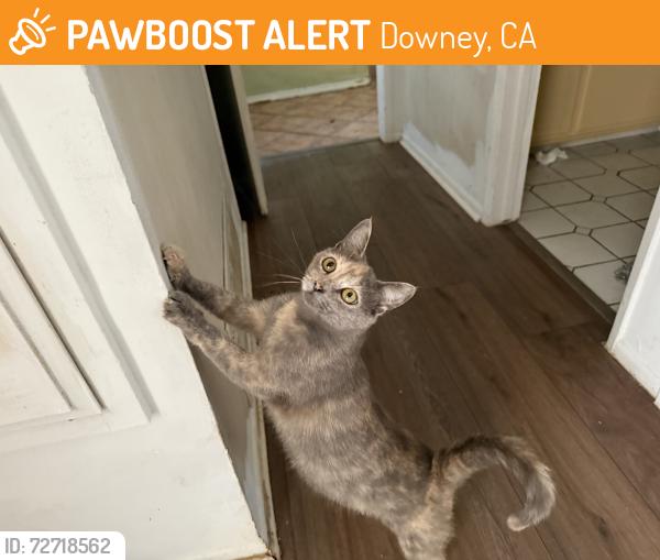 Found/Stray Female Cat last seen Barking st Century ave, Downey, CA 90242