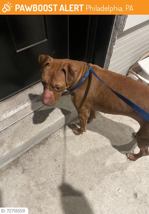 Found/Stray Female Dog last seen Parkside and 41, Philadelphia, PA 19104