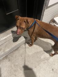 Found/Stray Female Dog last seen Parkside and 41, Philadelphia, PA 19104