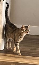 Lost Female Cat last seen Eastern/Sunridge, Henderson, NV 89052