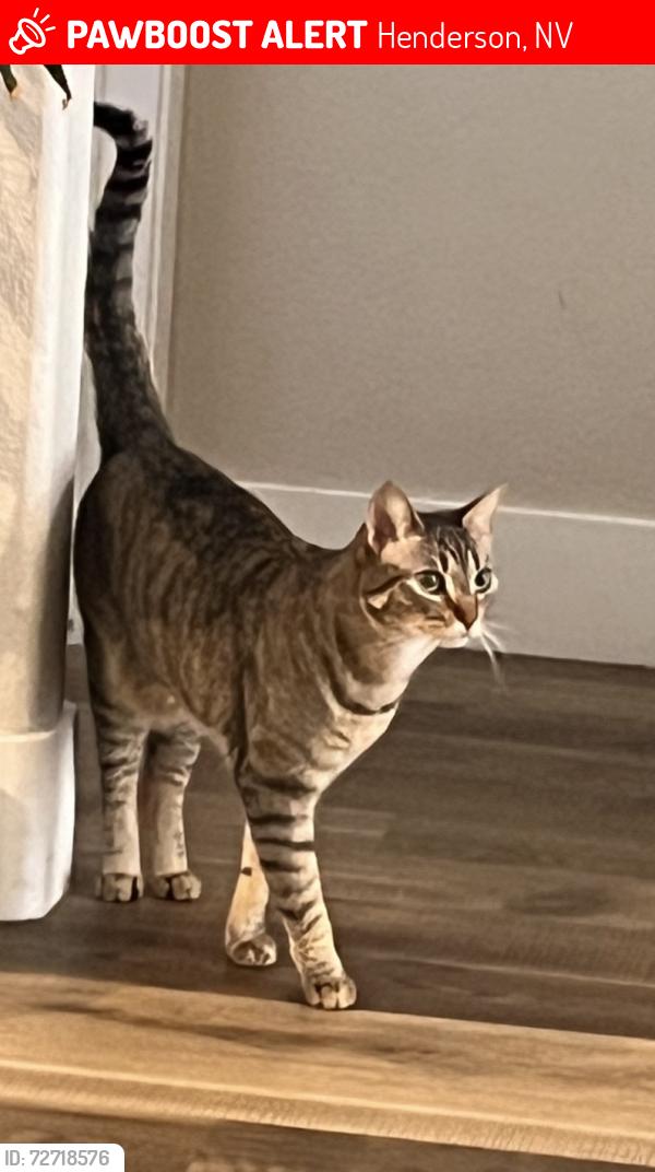 Lost Female Cat last seen Eastern/Sunridge, Henderson, NV 89052