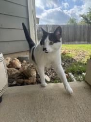 Found/Stray Unknown Cat last seen Redland Rd., San Antonio, TX 78259