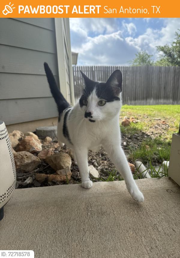 Found/Stray Unknown Cat last seen Redland Rd., San Antonio, TX 78259