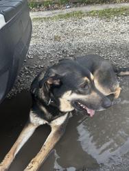 Found/Stray Male Dog last seen Off Brookville on way to Ritter, Indianapolis, IN 46219