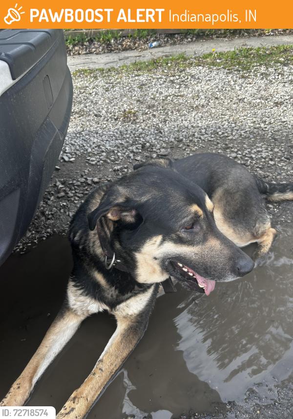 Found/Stray Male Dog last seen Off Brookville on way to Ritter, Indianapolis, IN 46219