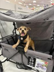 Lost Male Dog last seen Near s Glenn Alan ave West Covina ca , West Covina, CA 91791