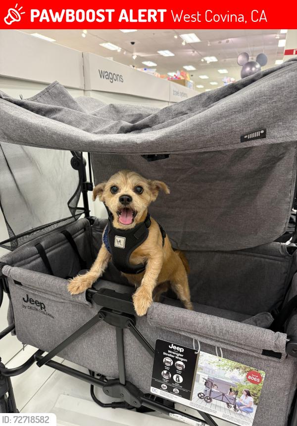 Lost Male Dog last seen Near s Glenn Alan ave West Covina ca , West Covina, CA 91791