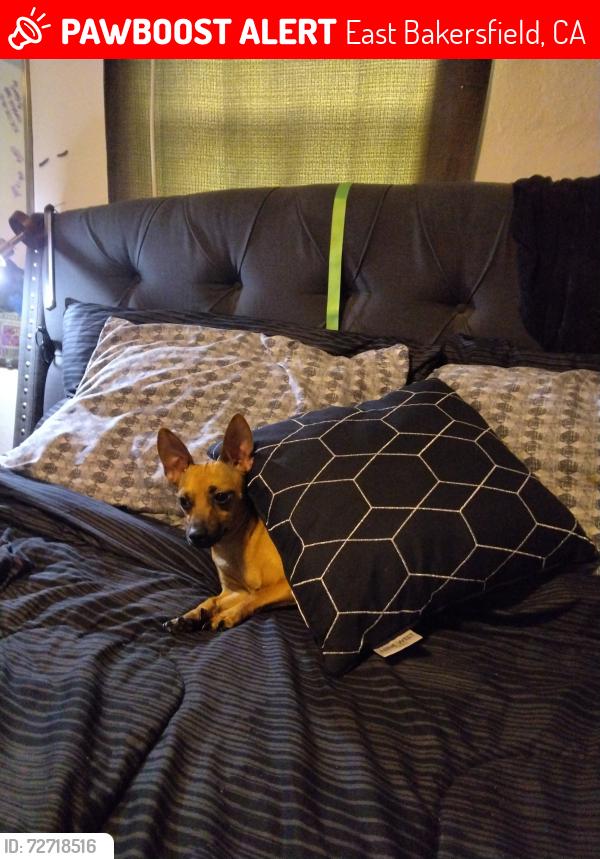 Lost Female Dog last seen Flower and williams street at the 24 hour smoke shop , East Bakersfield, CA 93305