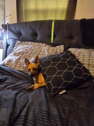 Lost Female Dog last seen Flower and williams street at the 24 hour smoke shop , East Bakersfield, CA 93305