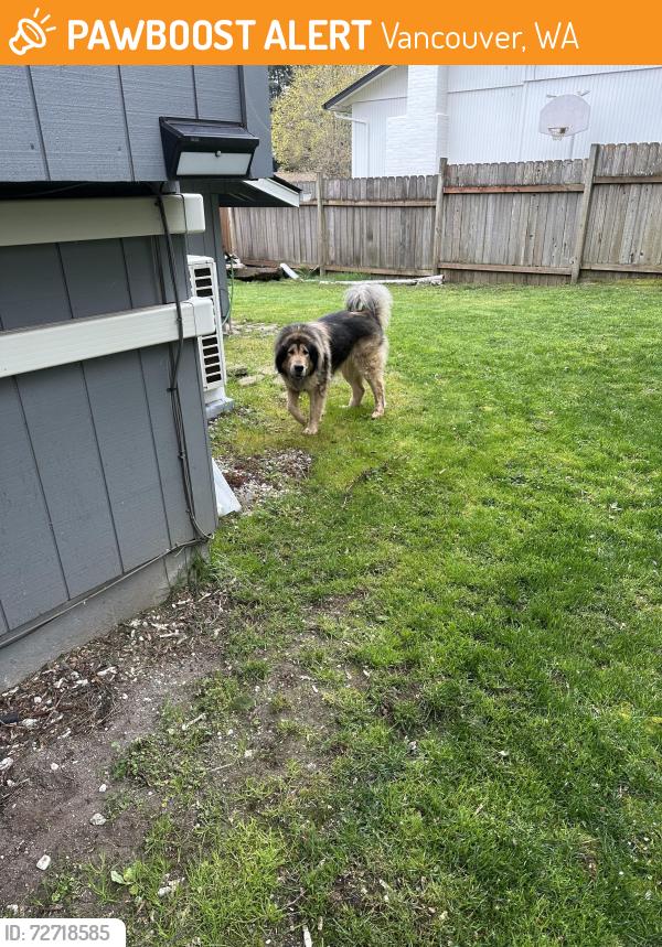 Found/Stray Female Dog last seen by Green Meadows golf course, Vancouver, WA 98661