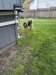 Found/Stray Female Dog last seen by Green Meadows golf course, Vancouver, WA 98661