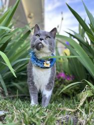 Lost Male Cat last seen Donna & Dover | near Dover Elementary , Richardson, TX 75080