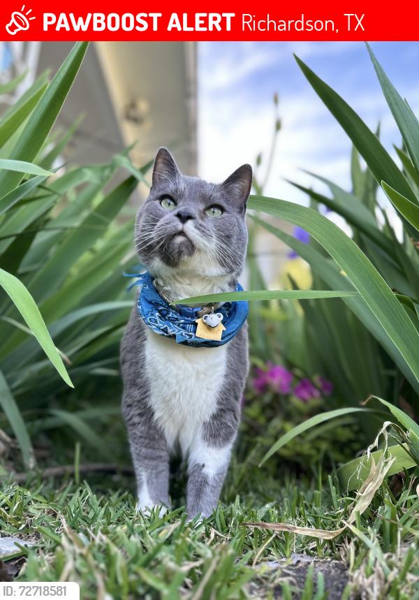 Lost Male Cat last seen Donna & Dover | near Dover Elementary , Richardson, TX 75080