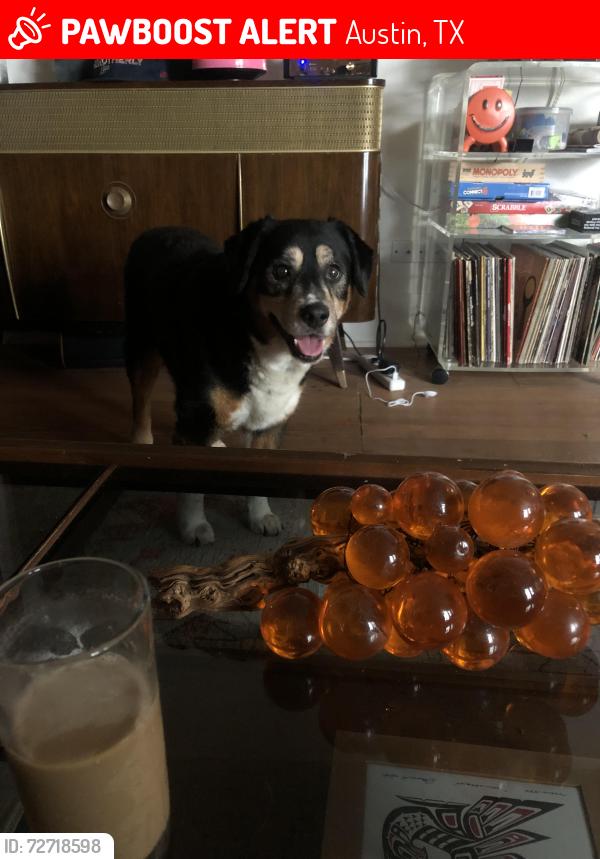 Lost Male Dog last seen Bouldin Creek Austin Texas , Austin, TX 78745