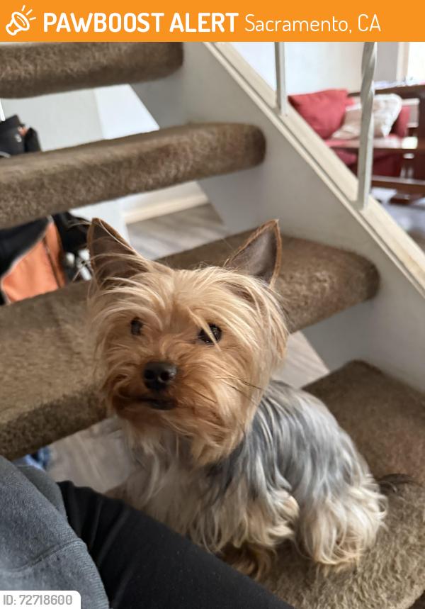 Found/Stray Male Dog last seen Watt ave , Sacramento, CA 95864