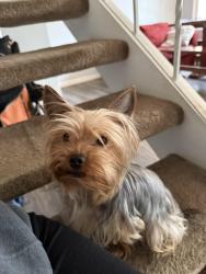 Found/Stray Male Dog last seen Watt ave , Sacramento, CA 95864