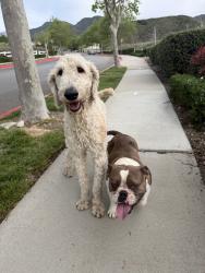 Found/Stray Male Dog last seen Near the trail entrance, Fontana, CA 92336