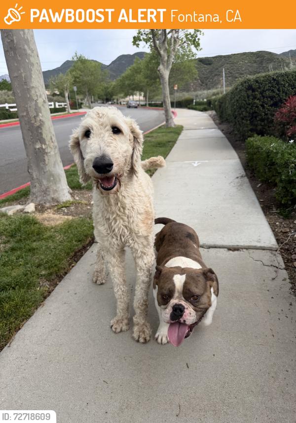 Found/Stray Male Dog last seen Near the trail entrance, Fontana, CA 92336