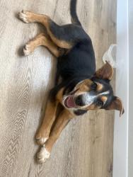 Found/Stray Male Dog last seen N. Sooner Rd by Crest in Edmond OK, Edmond, OK 73034